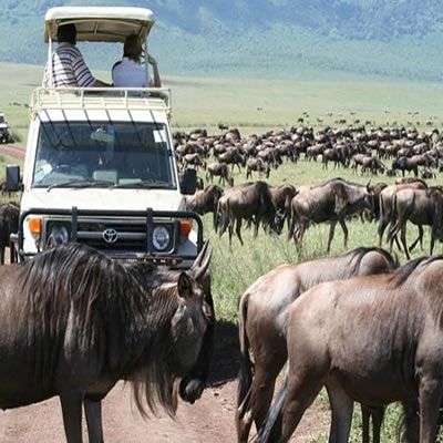 Kenya Safaris