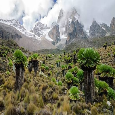 Mount Kenya Adventures