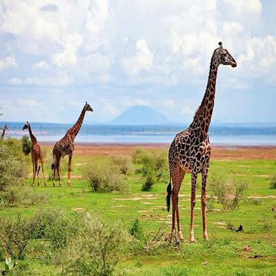 Tanzania Safaris