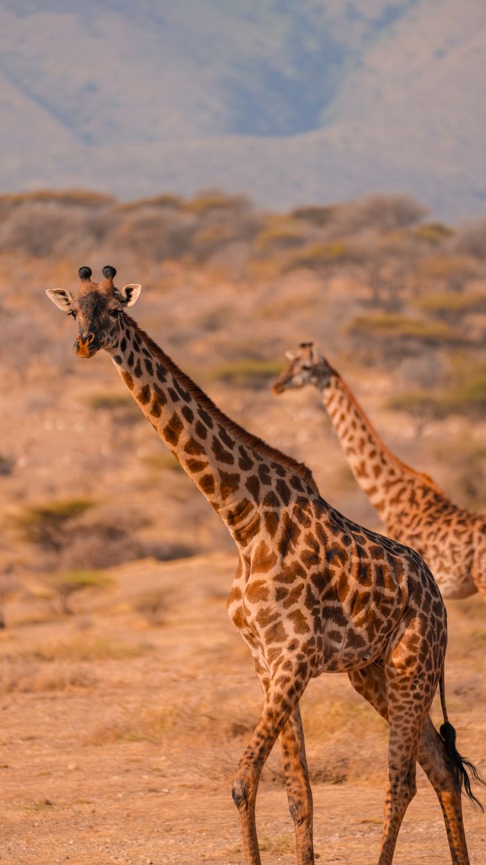 Two giraffes gracefully roam the savannah in Tanzania, capturing the essence of African wildlife.