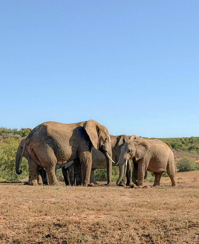 A herd of African elephants in a natural habitat, South Africa's savanna during daytime.