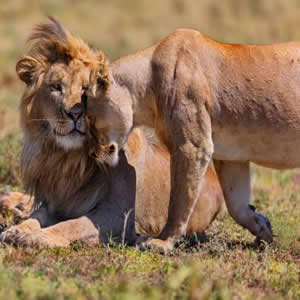 2 Days Tarangire Safari