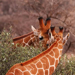 3 Days Samburu Safari