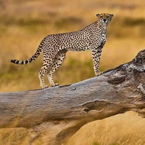 3 Days Serengeti Safari