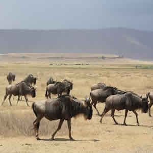 4 Days Tarangire - Serengeti - Ngorongoro Safari