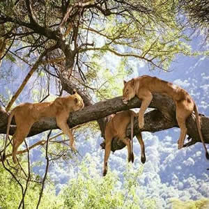 5 Days Lake Manyara - Ngorongoro - Serengeti Safari