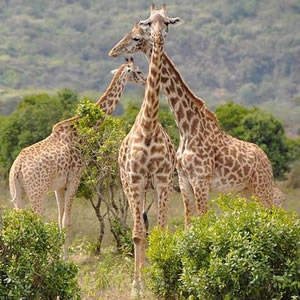 5 Days Tarangire - Lake Manyara - Serengeti Safari