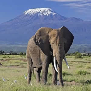 Amboseli Safari Tour