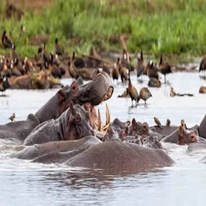 Lake Manyara - Ngorongoro Safari