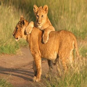 Lake Manyara - Serengeti - Ngorongoro Safari
