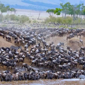 Wildebeest Migration Safari